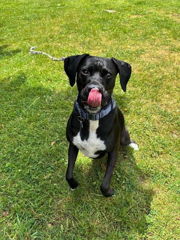 Enlarge Bailey, a Adoptable mixed breed in Cortland, NY image 4/6