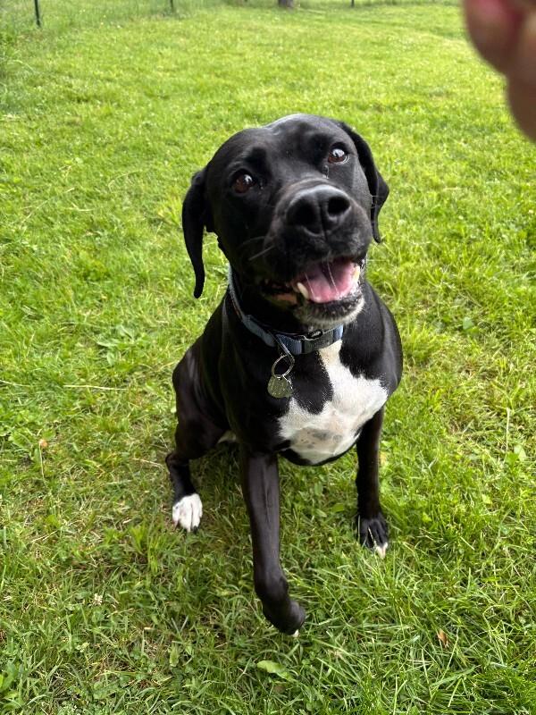 Enlarge Bailey, a Adoptable mixed breed in Cortland, NY image 5/6