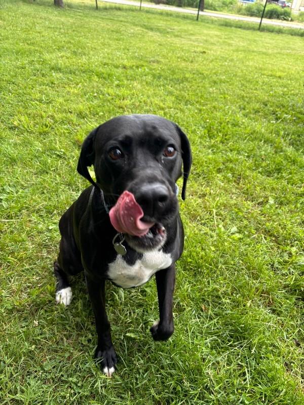Enlarge Bailey, a Adoptable mixed breed in Cortland, NY image 6/6