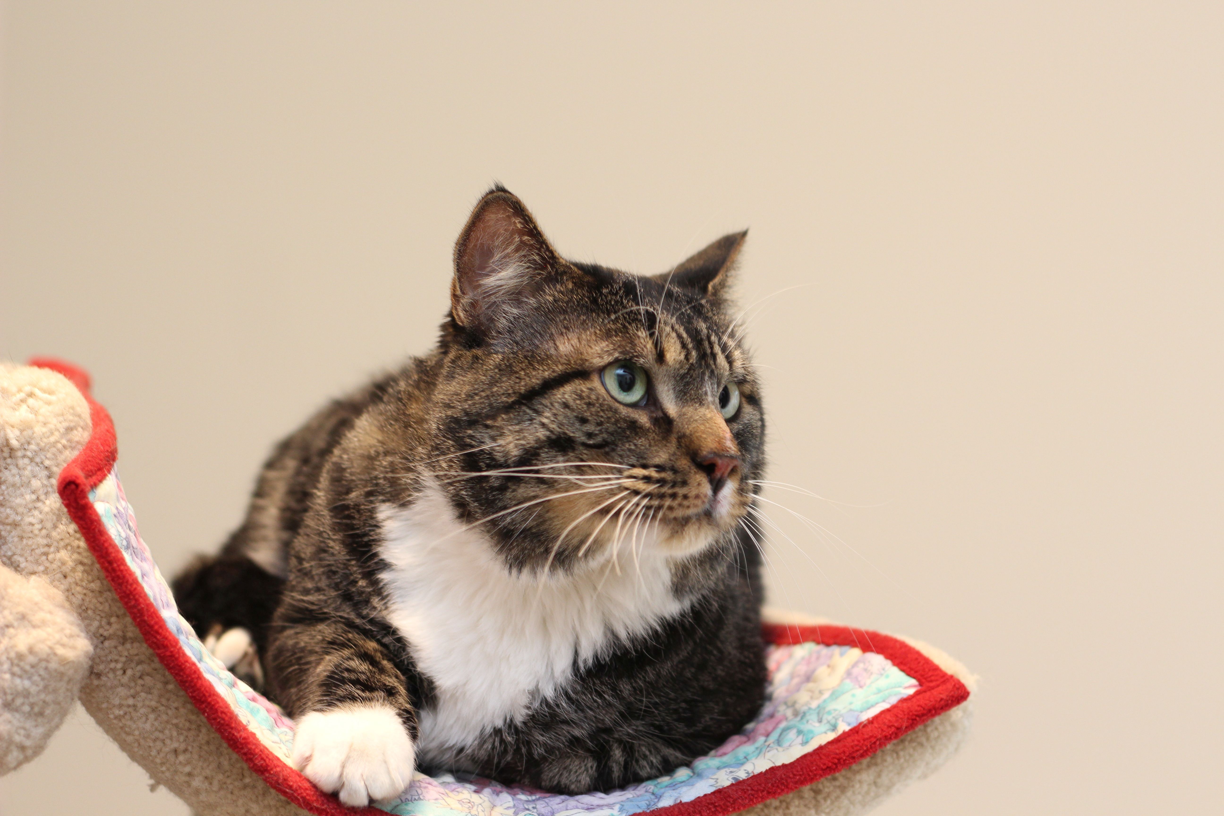 Moxy, Adoptable, Adult Male Domestic Short Hair & Tabby.