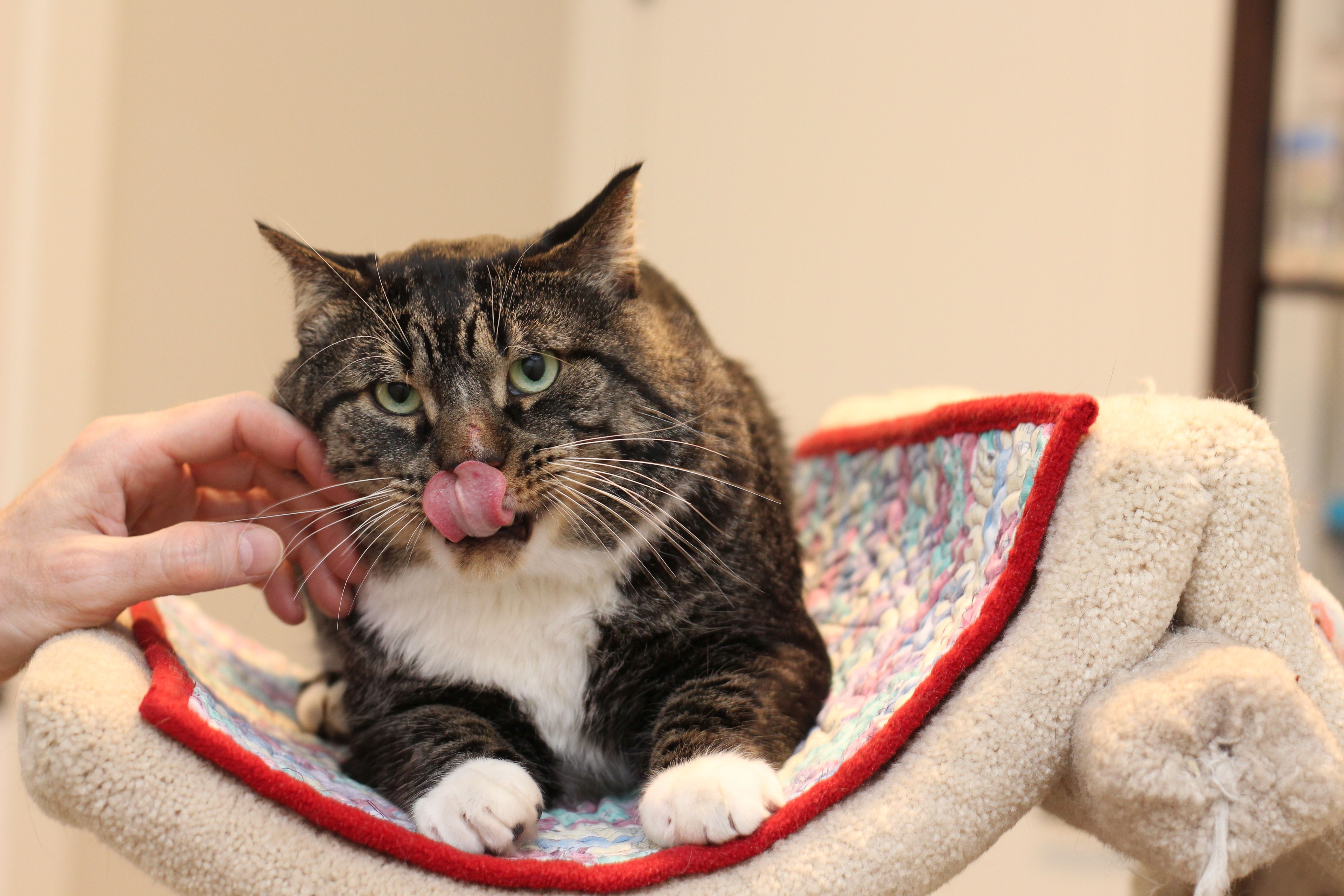 Enlarge Moxy, a Adoptable mixed breed in Lethbridge, AB image 3/3