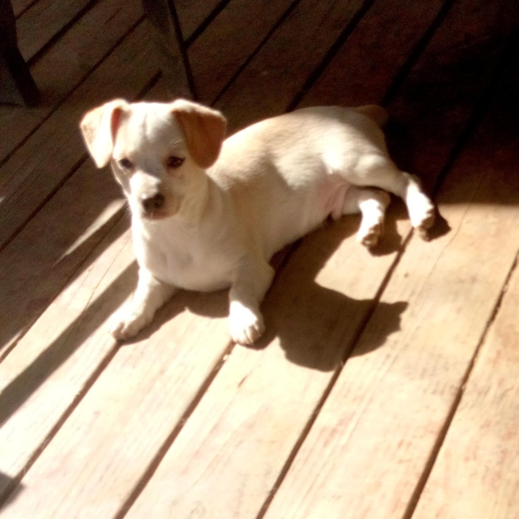 Clifford, ADOPTABLE, Puppy Male Chihuahua & Dachshund.