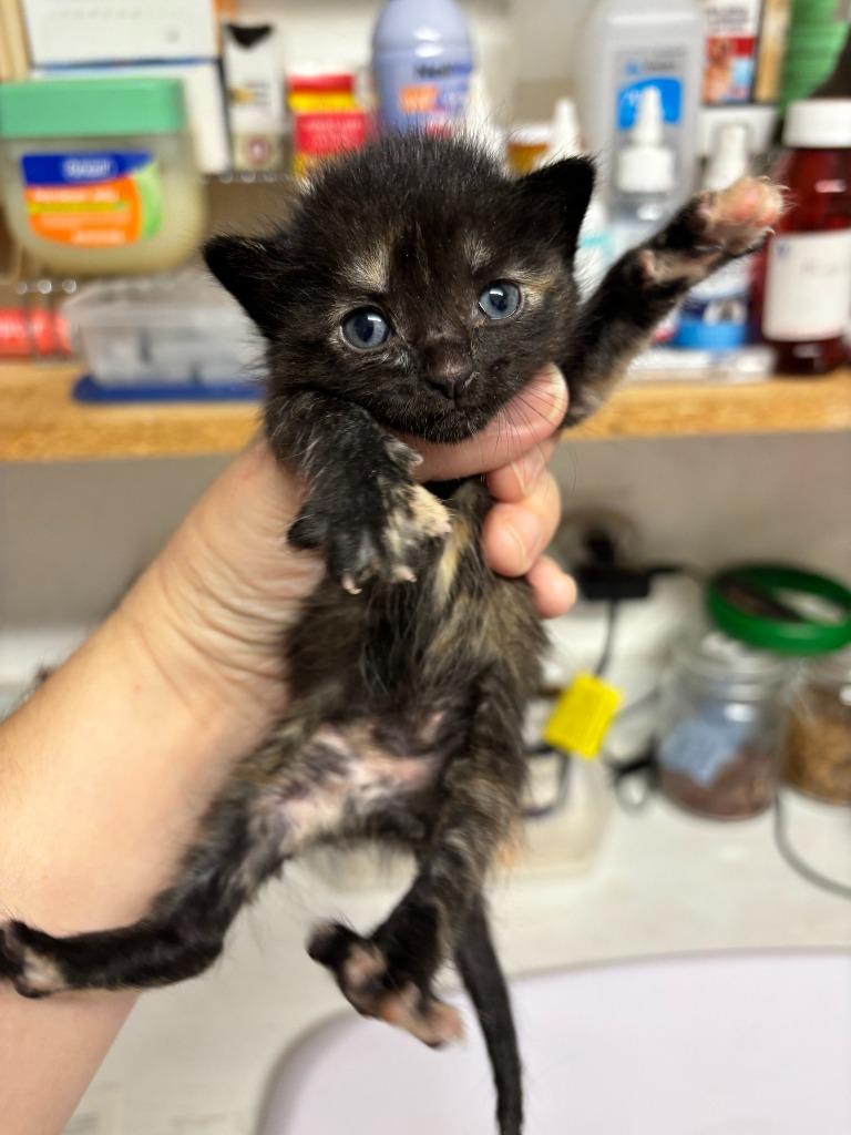 Mary, Adoptable, Kitten Female Domestic Short Hair.