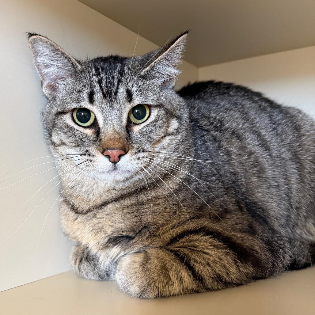 Tristan, Adoptable, Young Male American Shorthair.