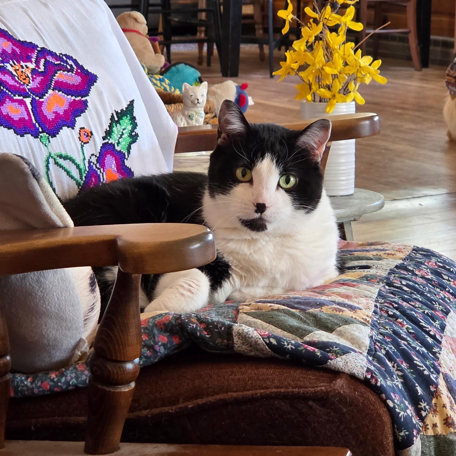 Enlarge Sadie in Colorado, a ADOPTABLE Domestic Short Hair in Boulder, CO image 3/6