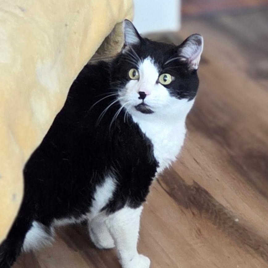 Enlarge Sadie in Colorado, a ADOPTABLE Domestic Short Hair in Boulder, CO image 5/6