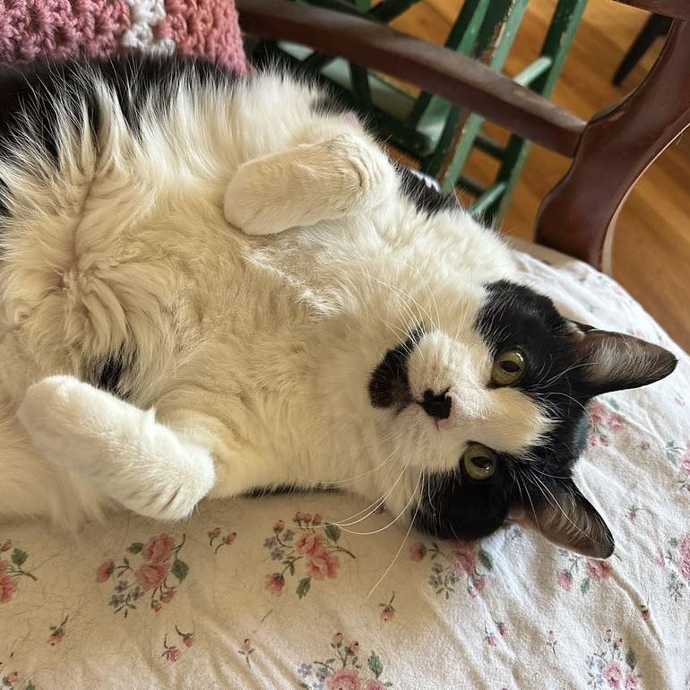 Enlarge Sadie in Colorado, a ADOPTABLE Domestic Short Hair in Boulder, CO image 2/6