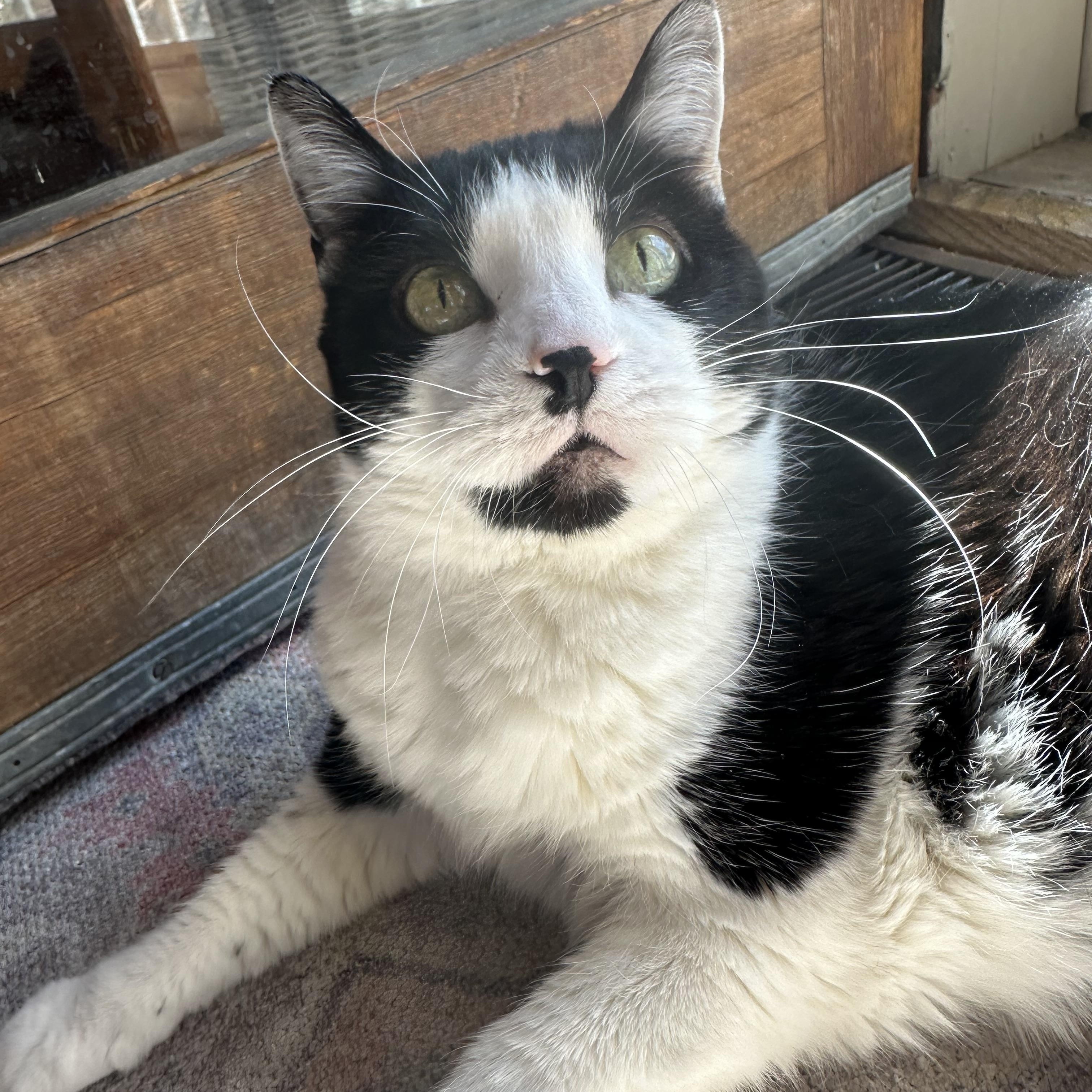 Enlarge Sadie in Colorado, a ADOPTABLE Domestic Short Hair in Boulder, CO image 4/6