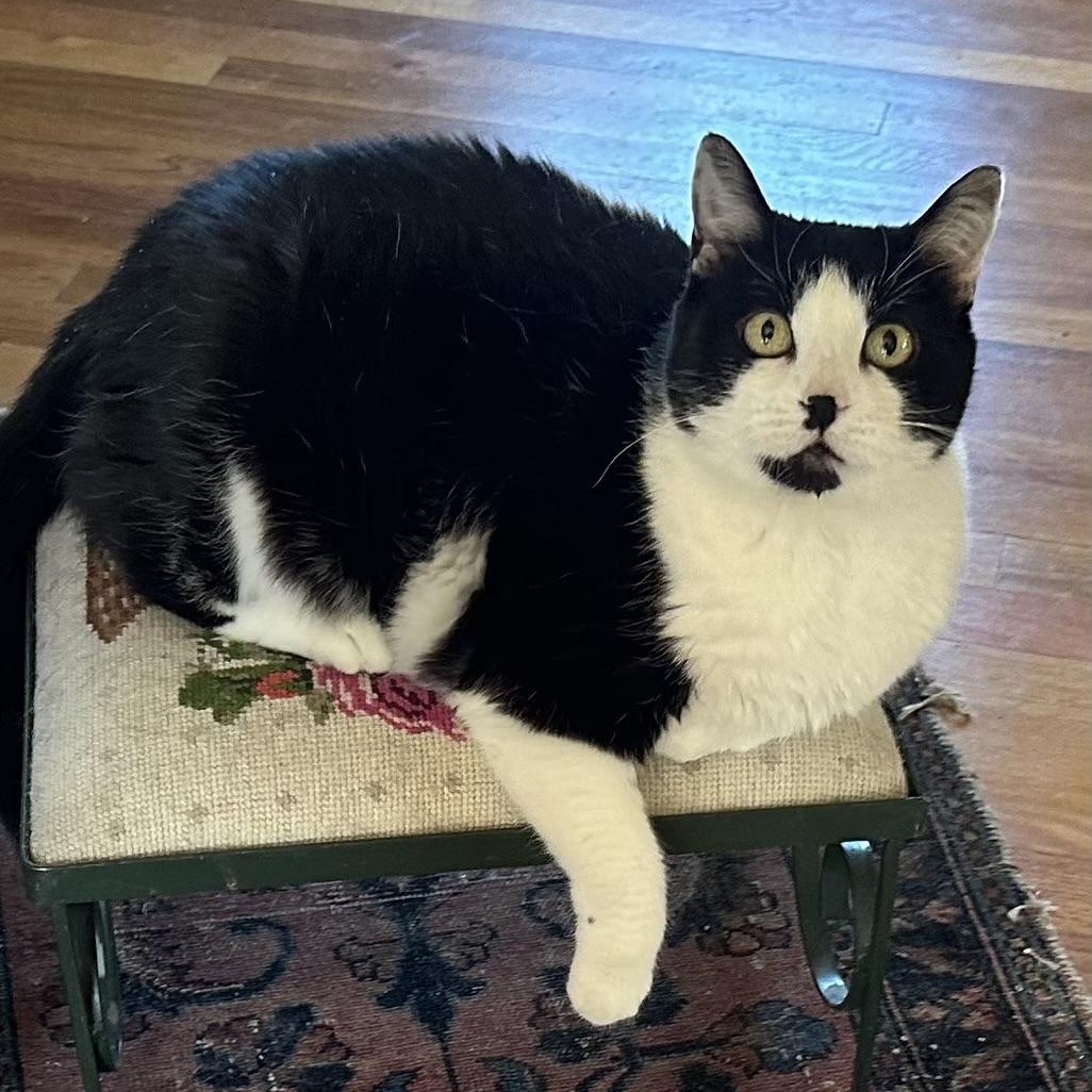 Enlarge Sadie in Colorado, a ADOPTABLE Domestic Short Hair in Boulder, CO image 6/6