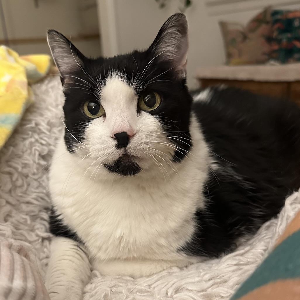 Sadie in Colorado, ADOPTABLE, Senior Female Domestic Short Hair.