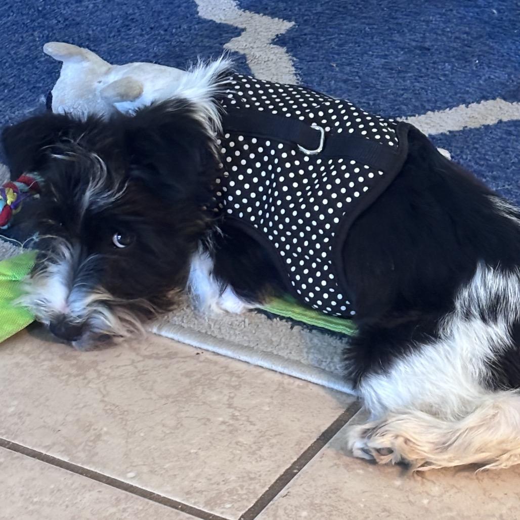 Enlarge Oreo Cream, a Adoptable Schnauzer in Gulfport, MS image 1/6