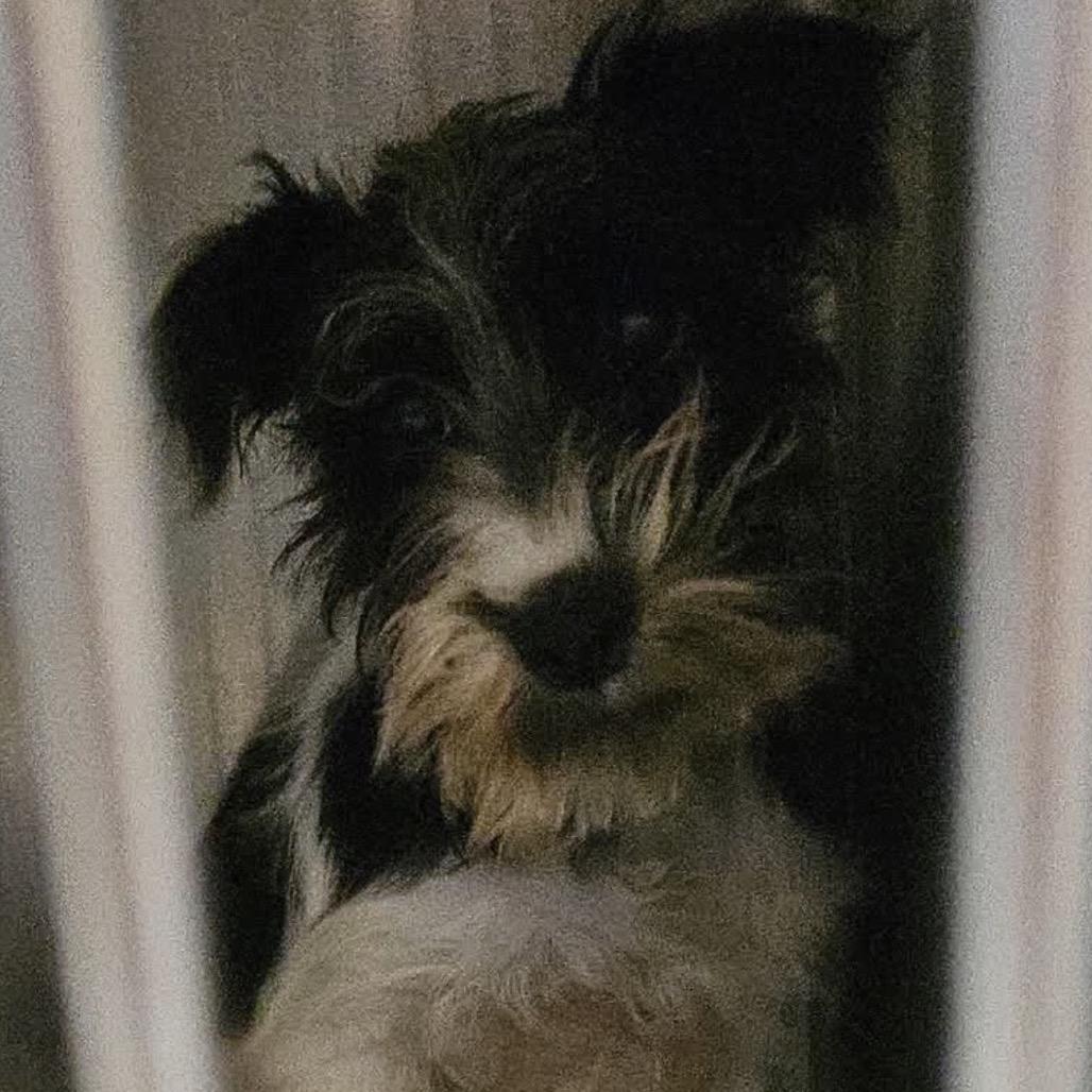 Enlarge Oreo Cream, a Adoptable Schnauzer in Gulfport, MS image 2/6