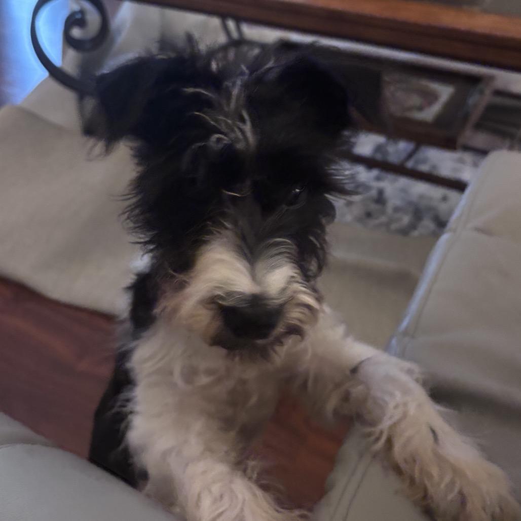 Enlarge Oreo Cream, a Adoptable Schnauzer in Gulfport, MS image 3/6