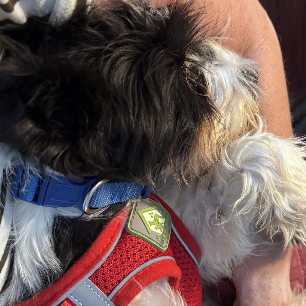 Enlarge Oreo Cream, a Adoptable Schnauzer in Gulfport, MS image 4/6