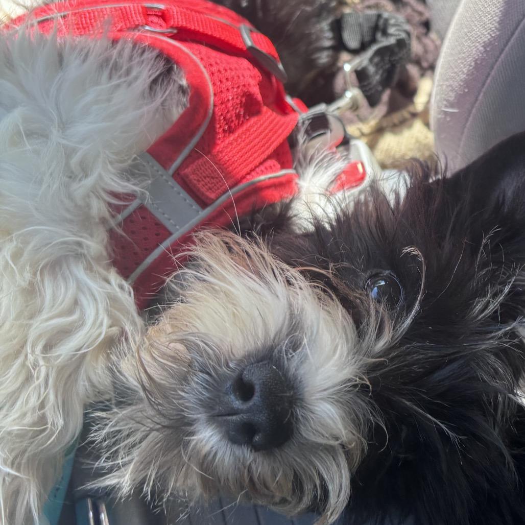Enlarge Oreo Cream, a Adoptable Schnauzer in Gulfport, MS image 5/6