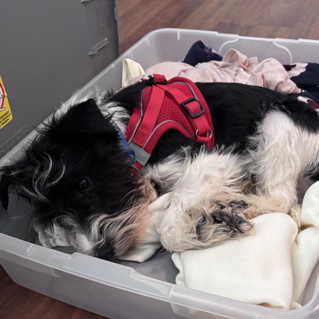 Enlarge Oreo Cream, a Adoptable Schnauzer in Gulfport, MS image 6/6