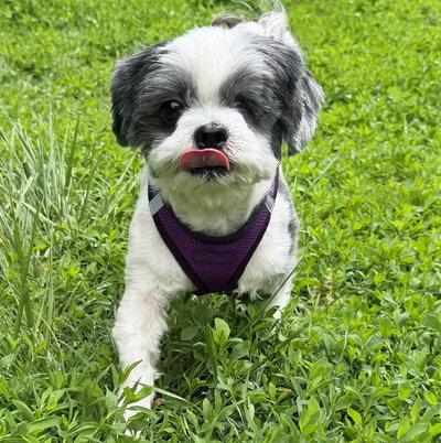Cooper, Adoptable, Adult Male Shih Tzu.