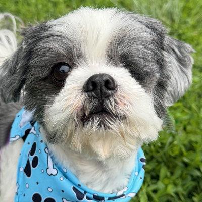 Enlarge Cooper, a Adoptable Shih Tzu in Arlington, VA image 2/3
