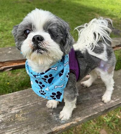 Enlarge Cooper, a Adoptable Shih Tzu in Arlington, VA image 3/3