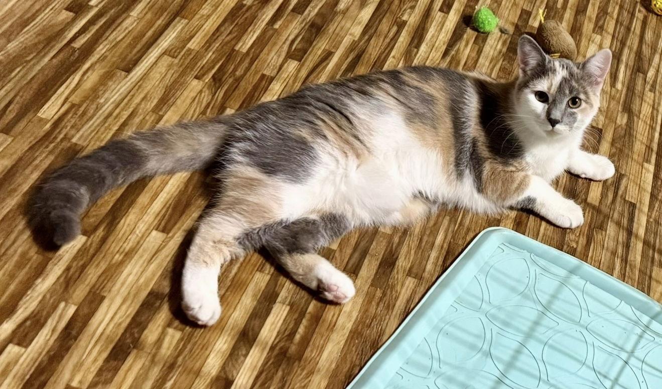 Blossom, Adoptable, Kitten Female Dilute Calico & Domestic Short Hair.