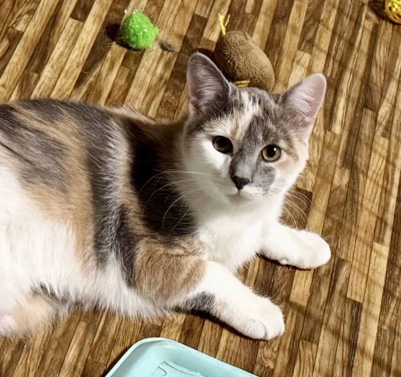 Enlarge Blossom, a Adoptable mixed breed in Spring City, PA image 2/3