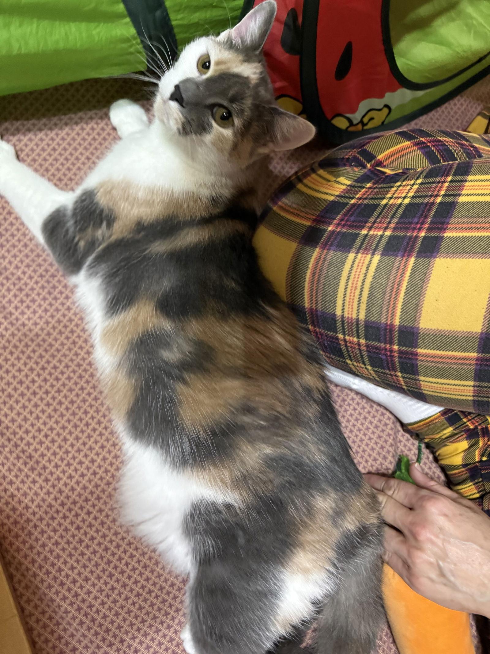 Enlarge Blossom, a Adoptable mixed breed in Spring City, PA image 3/3