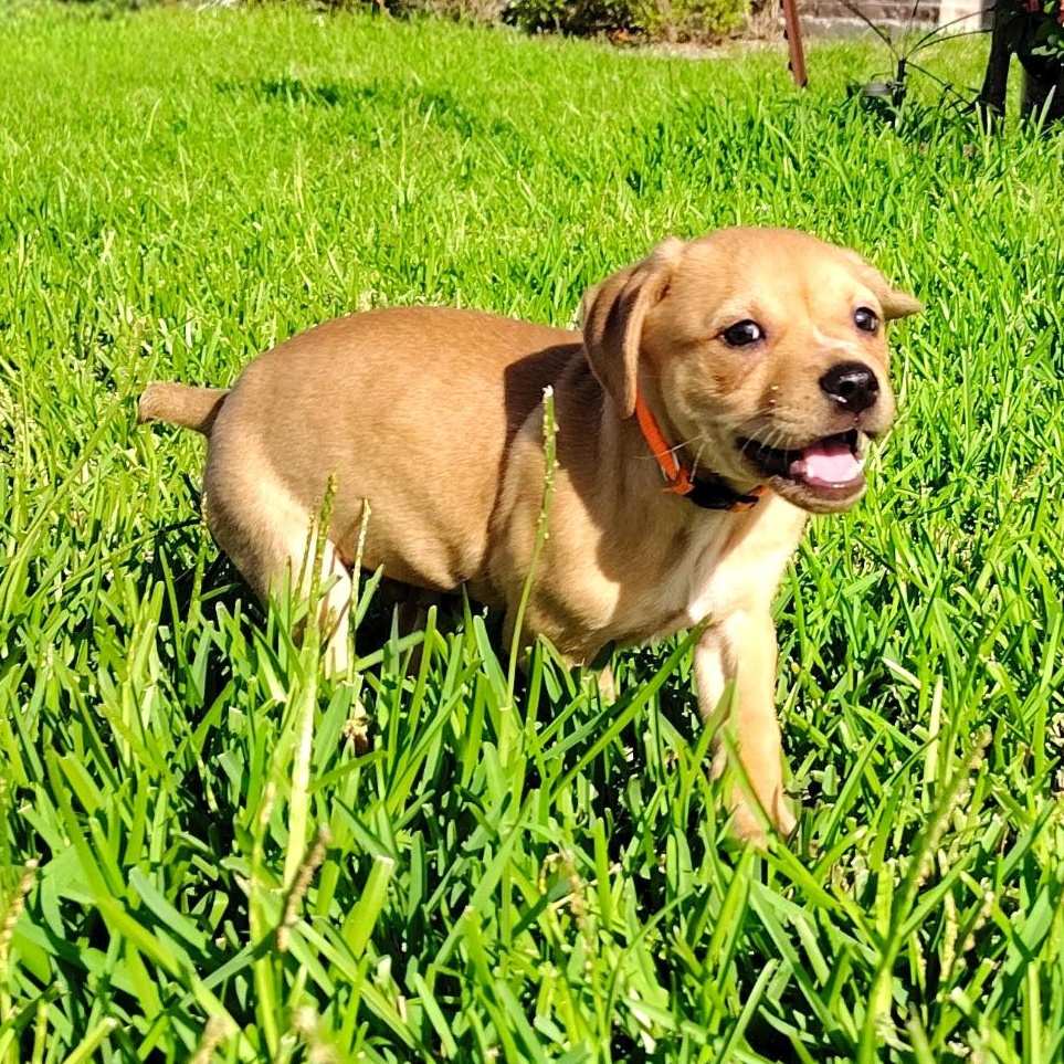 Boyd, a ADOPTABLE mixed breed in Albany, NY image 6/6