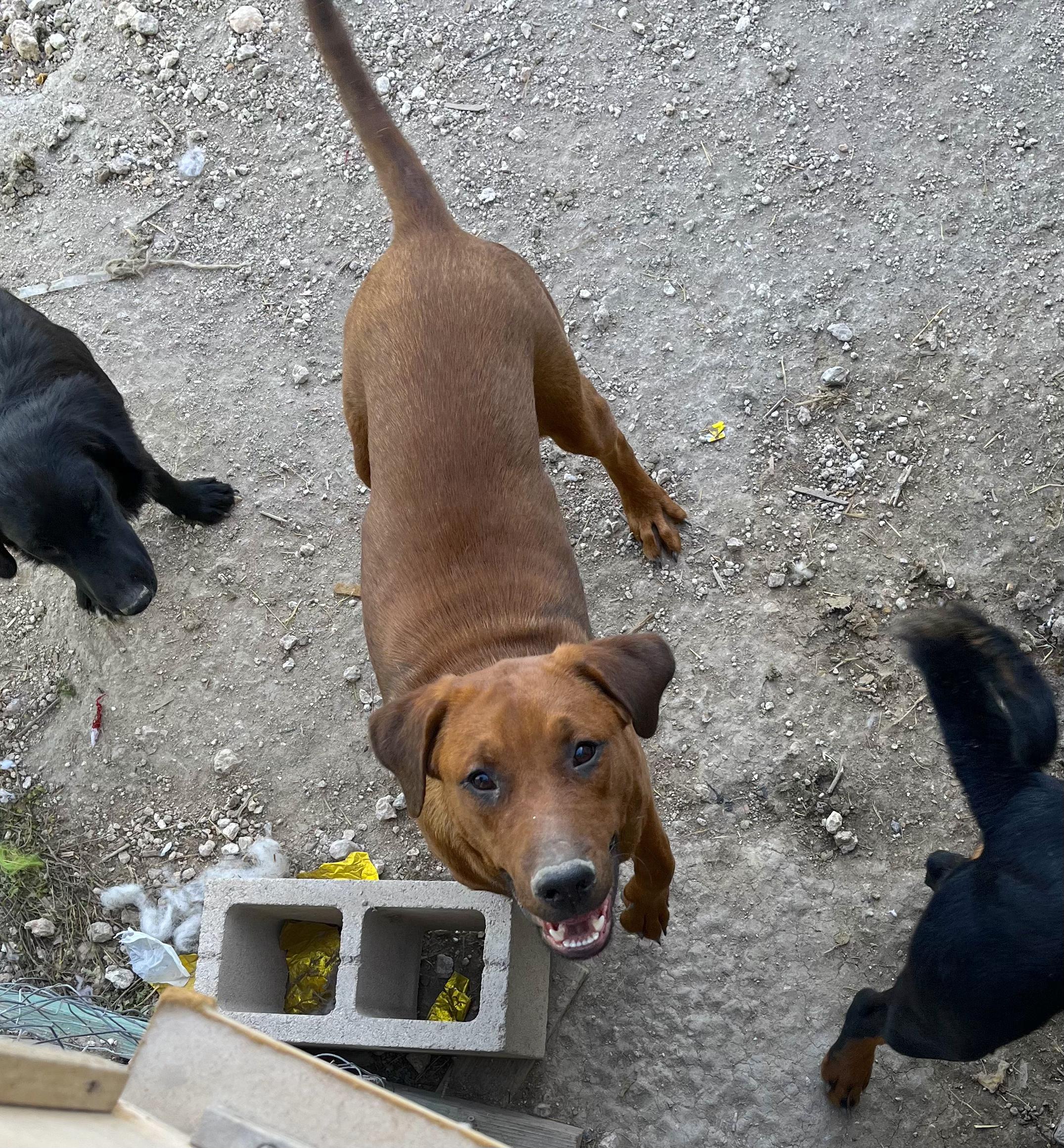 Yogi — thumbnail 3