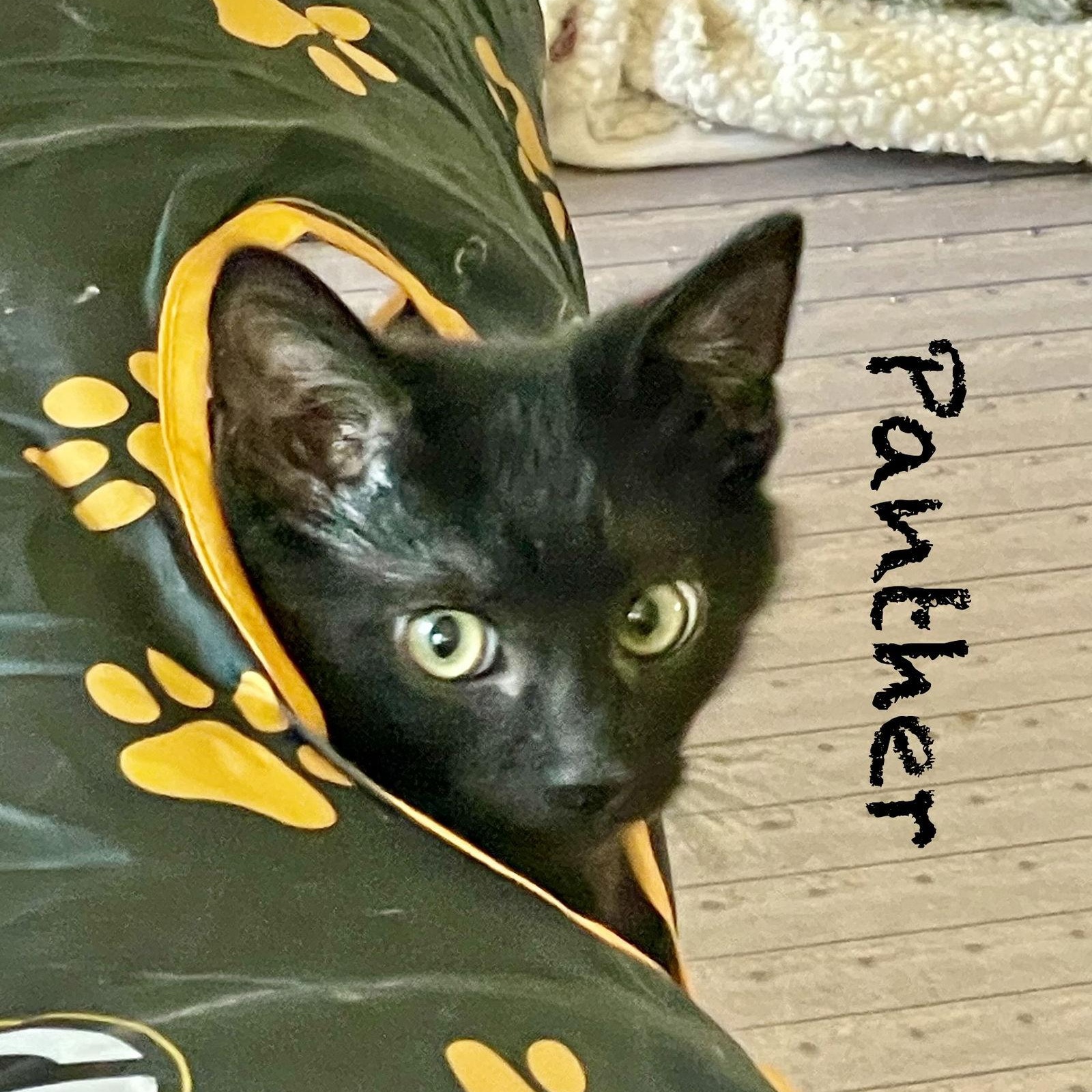 Enlarge Panther, a Adoptable Domestic Short Hair in Reston, VA image 3/3