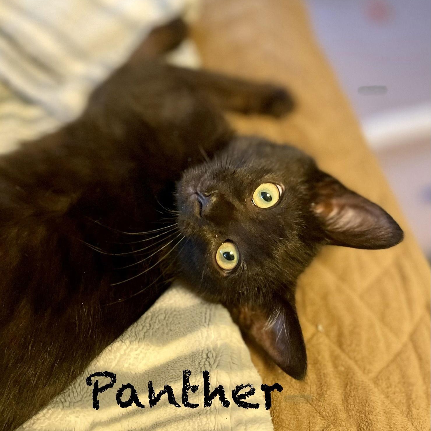 Panther, Adoptable, Kitten Male Domestic Short Hair.