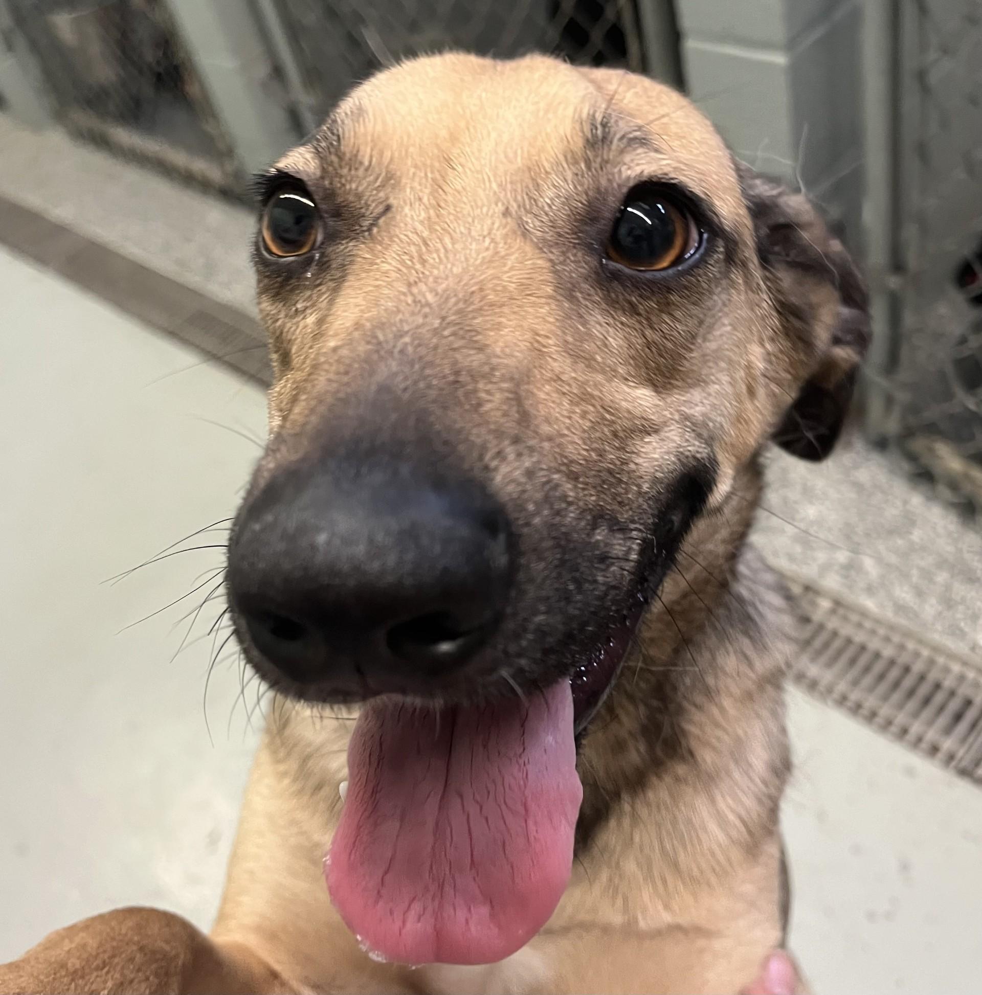 Busy Body, a ADOPTABLE Black Mouth Cur in Boyne City, MI image 2/2