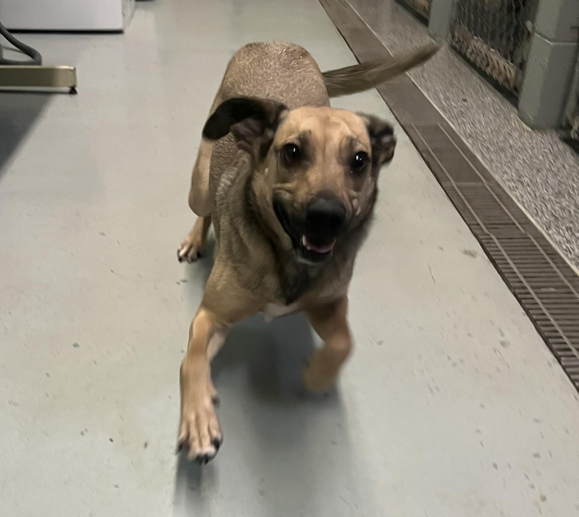 Busy Body, ADOPTABLE, Adult Female Black Mouth Cur.