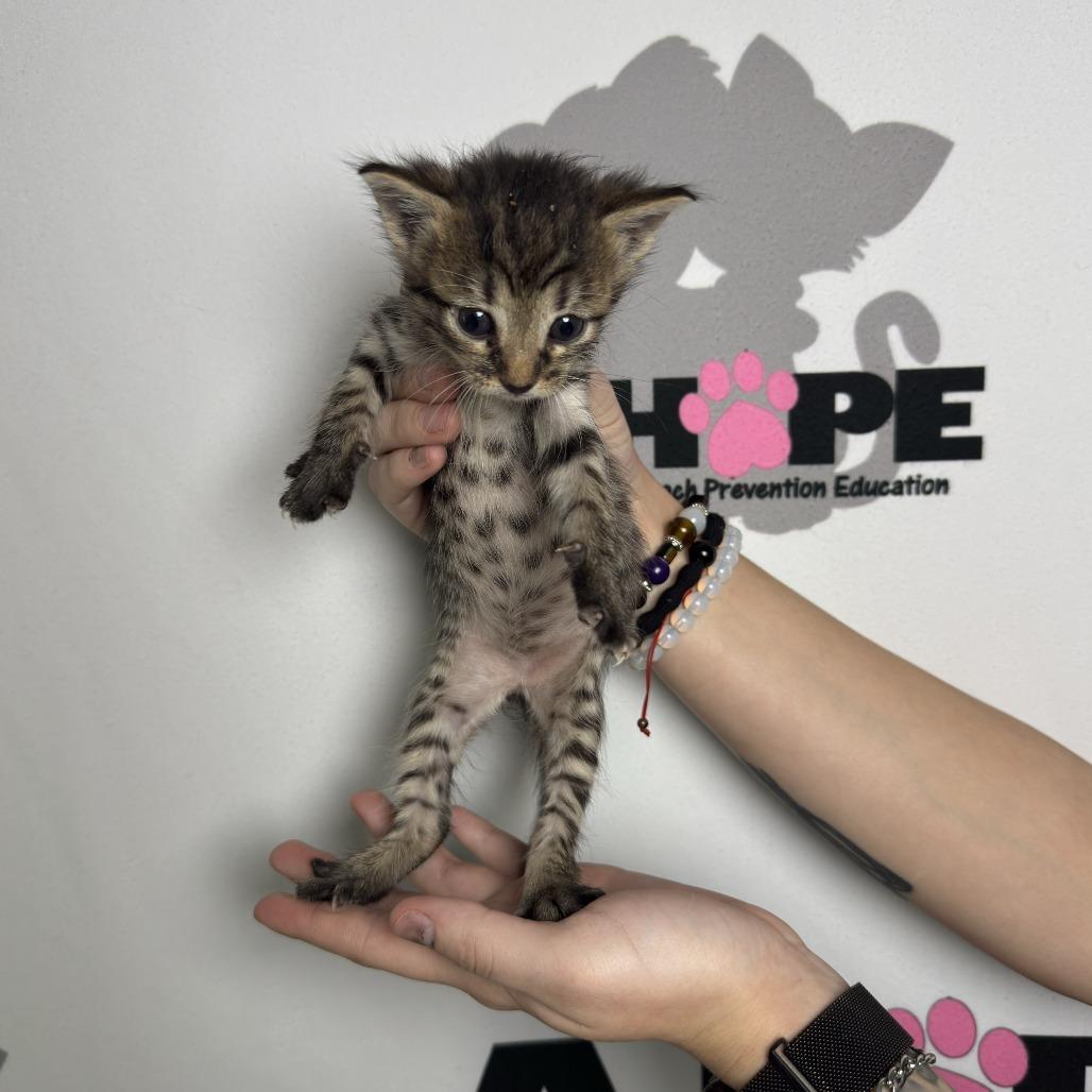 Spork, Adoptable, Kitten Female American Shorthair & Domestic Short Hair.