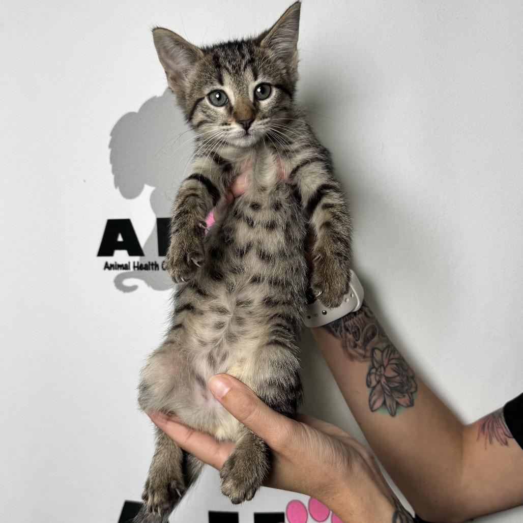 Enlarge Spork, a Adoptable mixed breed in Milton, FL image 2/6
