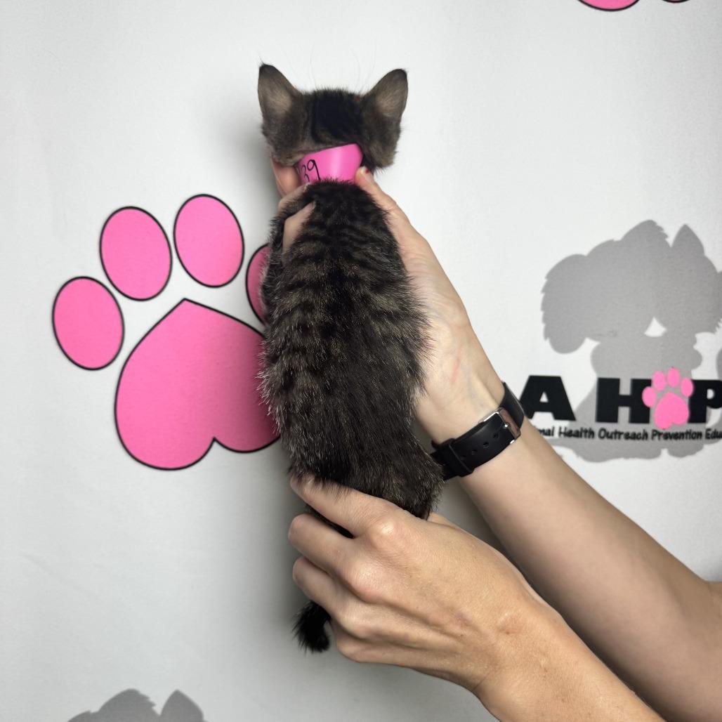 Enlarge Spork, a Adoptable mixed breed in Milton, FL image 3/6