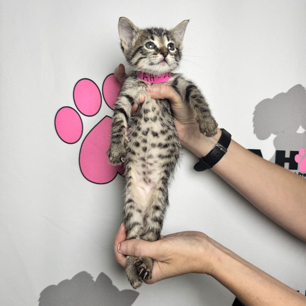 Enlarge Spork, a Adoptable mixed breed in Milton, FL image 5/6