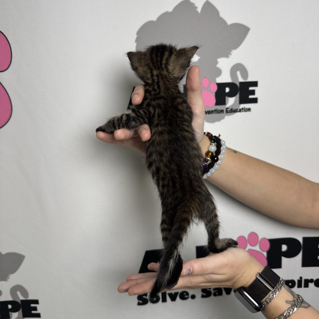 Spork, a Adoptable mixed breed in Milton, FL image 2/2