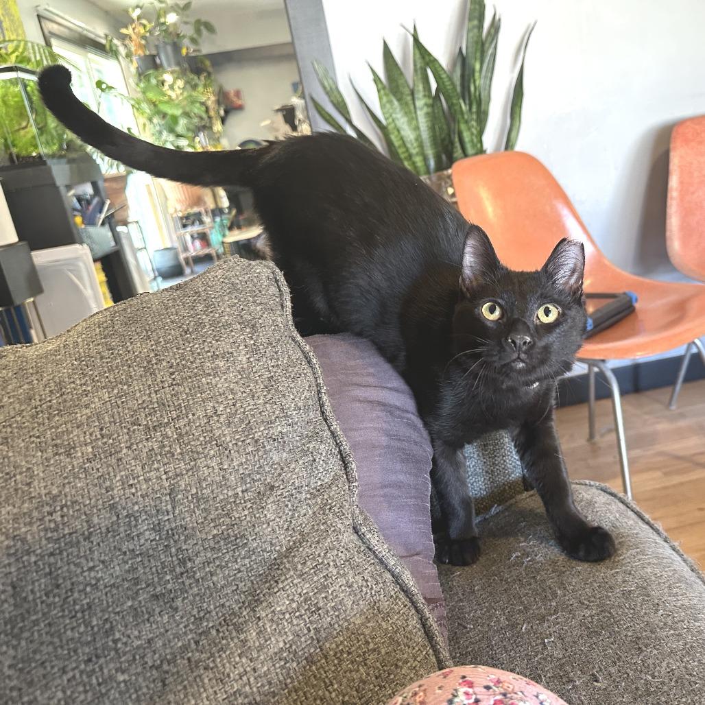 Willem, Adoptable, Young Male Domestic Short Hair.