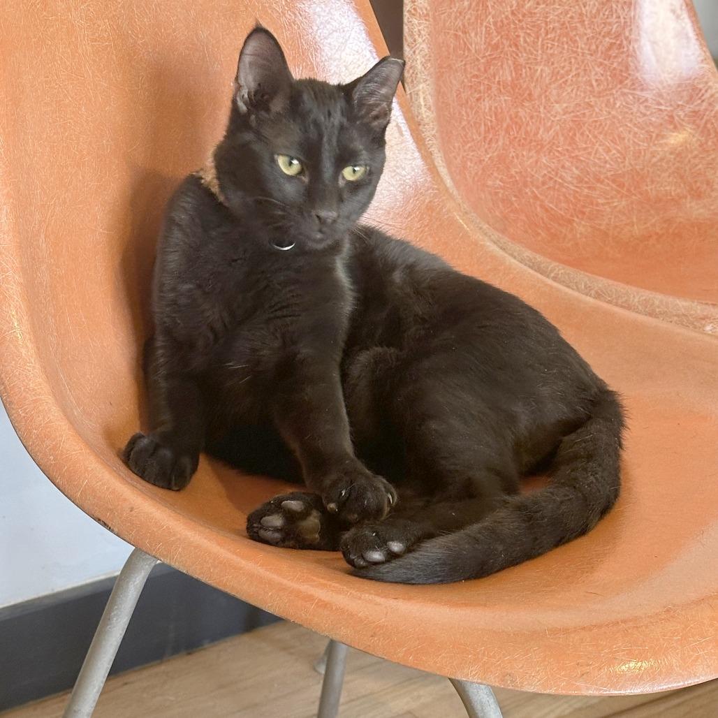 Enlarge Willem, a Adoptable Domestic Short Hair in Wichita, KS image 2/6