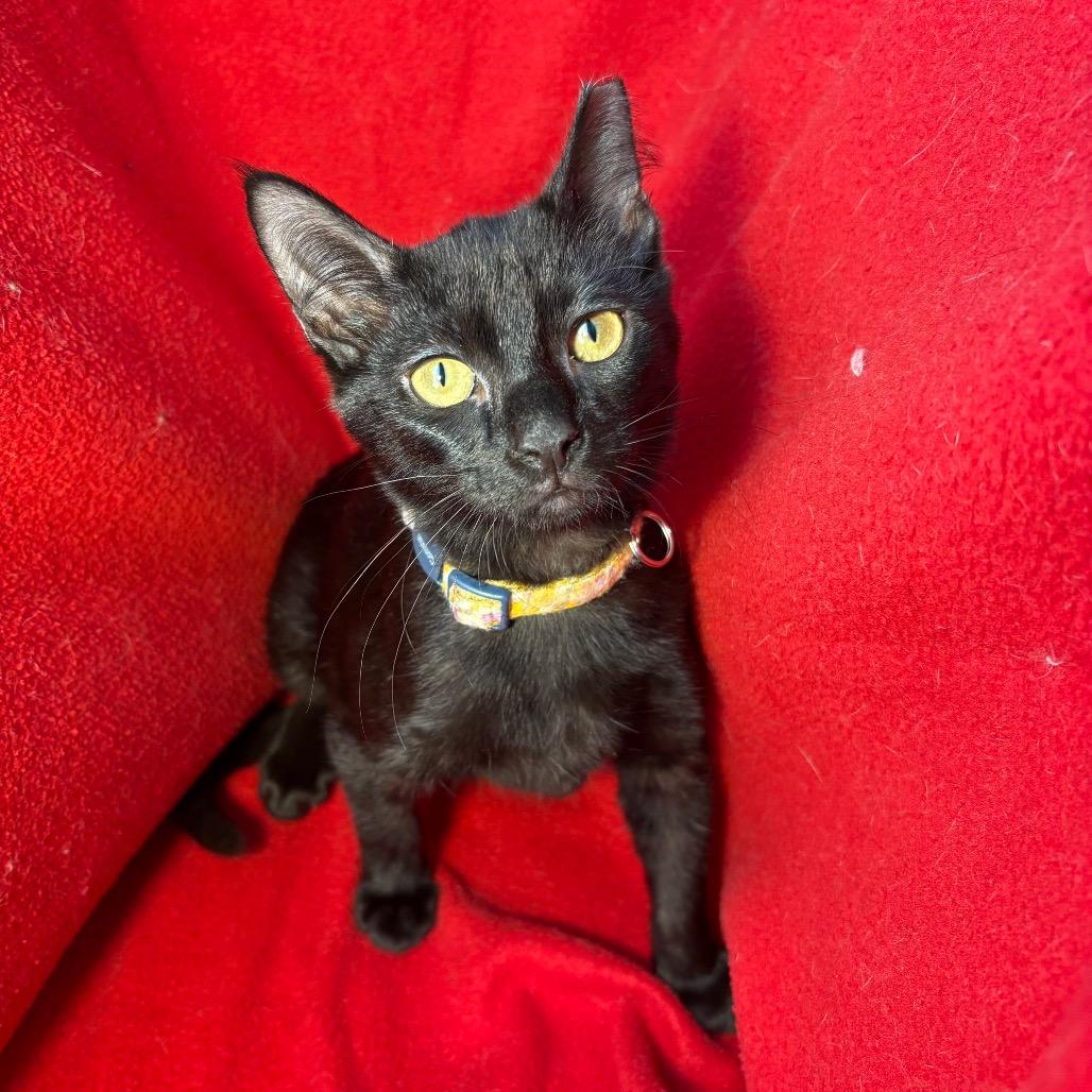 Enlarge Willem, a Adoptable Domestic Short Hair in Wichita, KS image 4/6