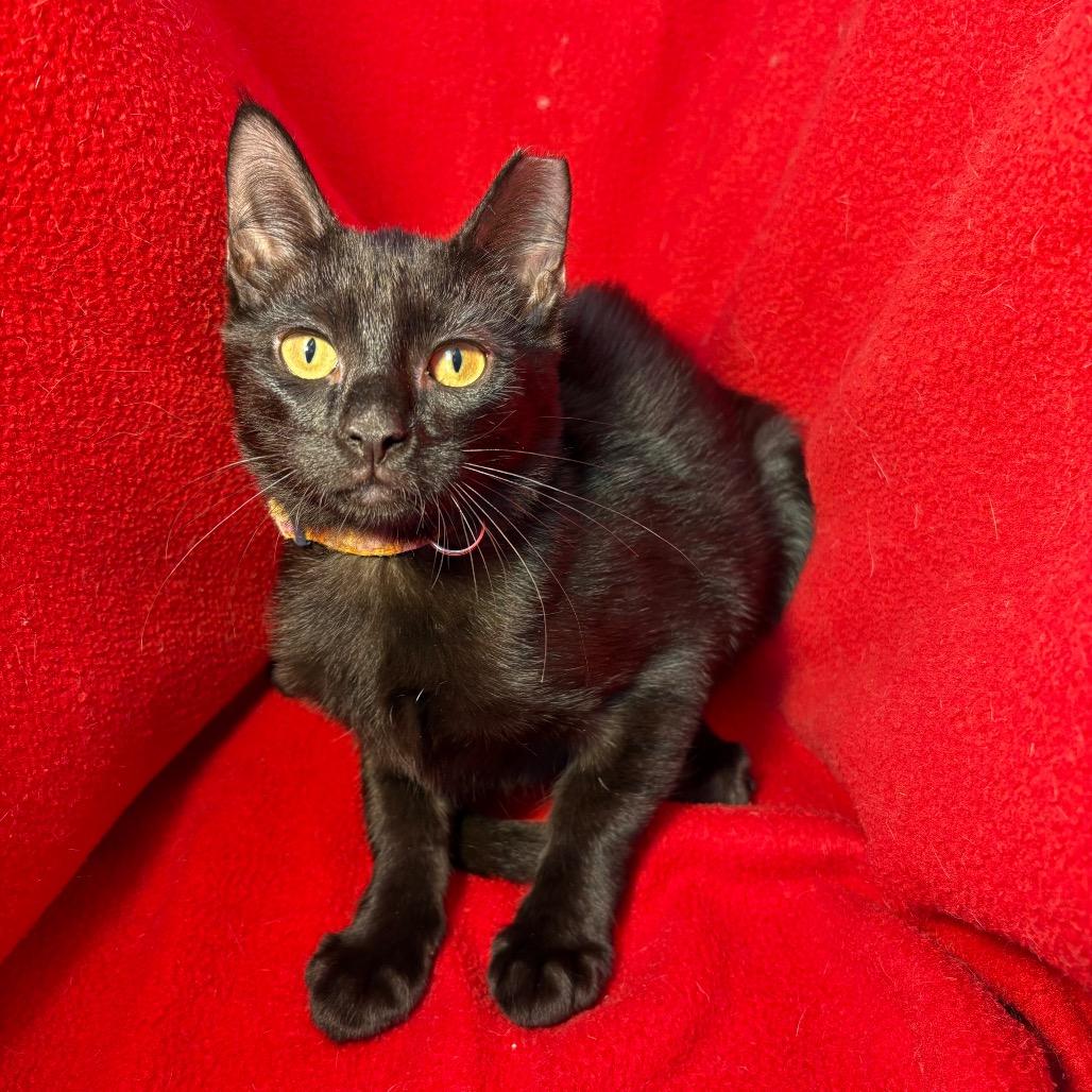 Enlarge Willem, a Adoptable Domestic Short Hair in Wichita, KS image 5/6