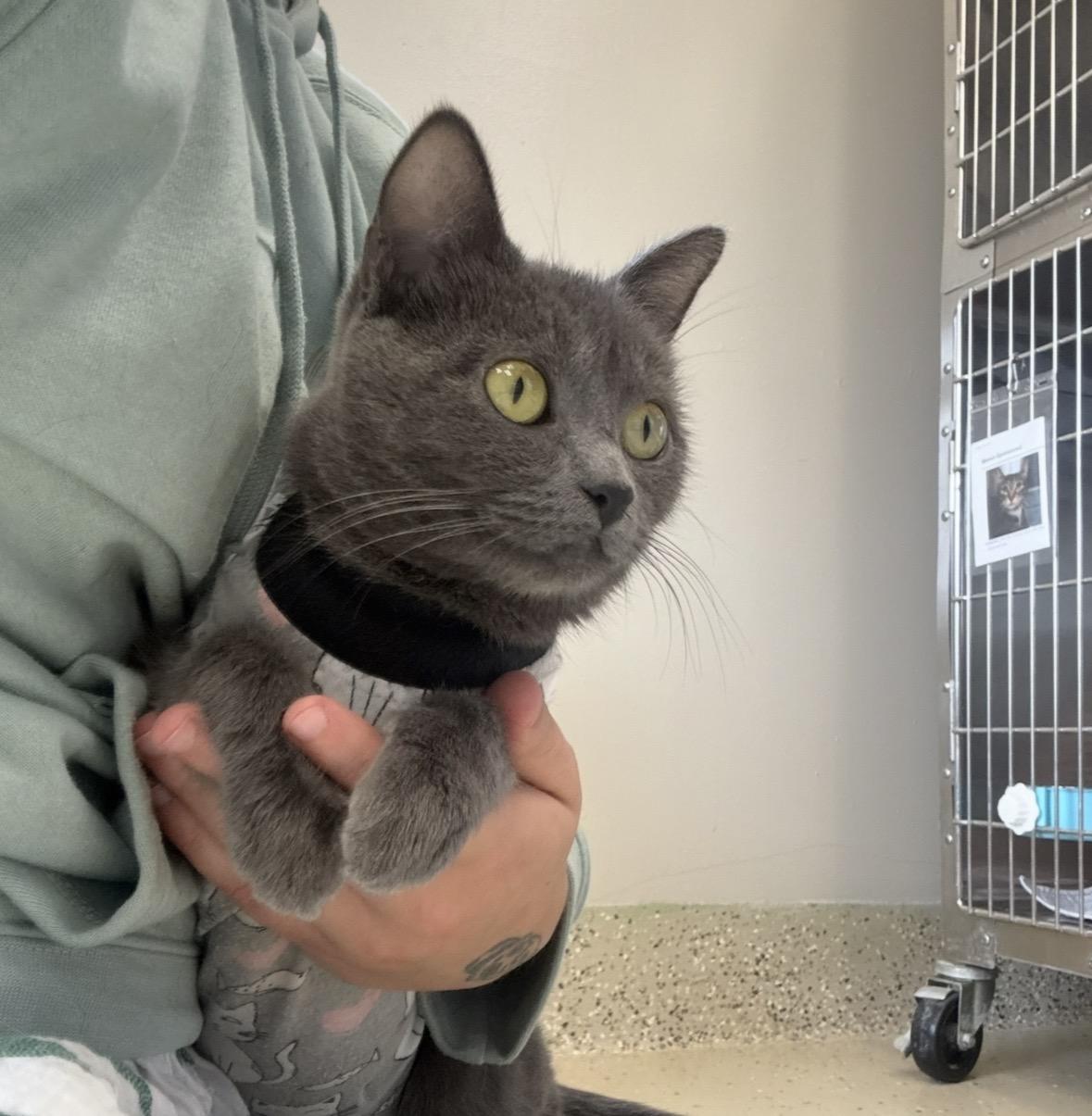 Tempest, Adoptable, Adult Female Domestic Short Hair.