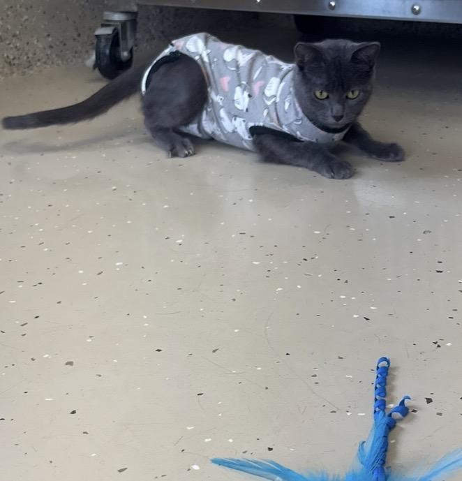 Enlarge Tempest, a Adoptable Domestic Short Hair in Little Falls, MN image 3/3