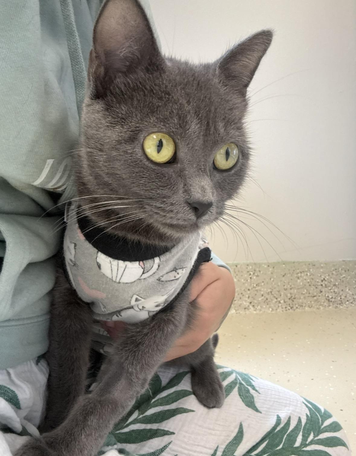 Enlarge Tempest, a Adoptable Domestic Short Hair in Little Falls, MN image 2/3