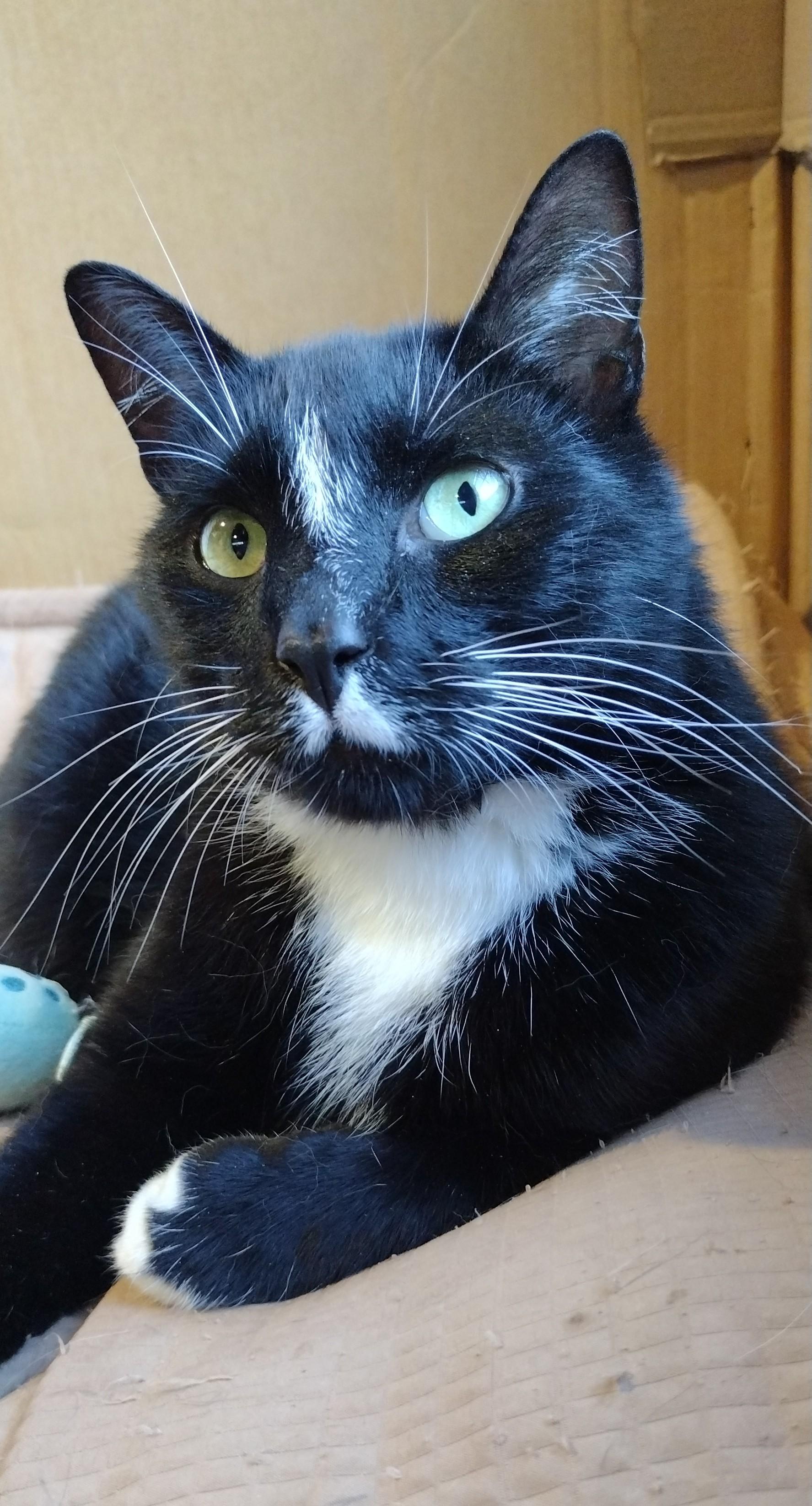 Enlarge Bentley, a ADOPTABLE Domestic Short Hair in Syracuse, NY image 1/1