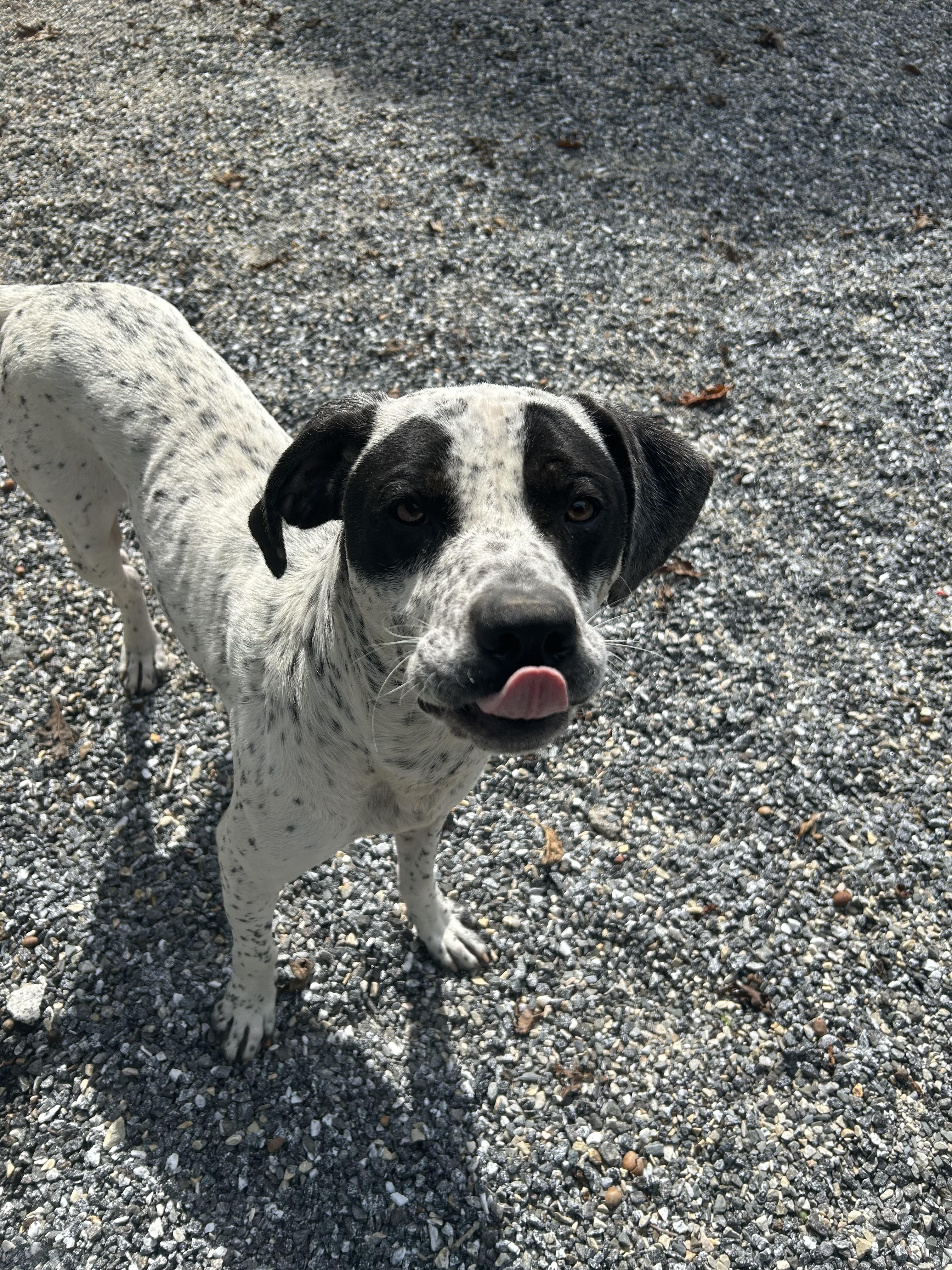 Skelly, a Adoptable mixed breed in Bryson City, NC image 1/3