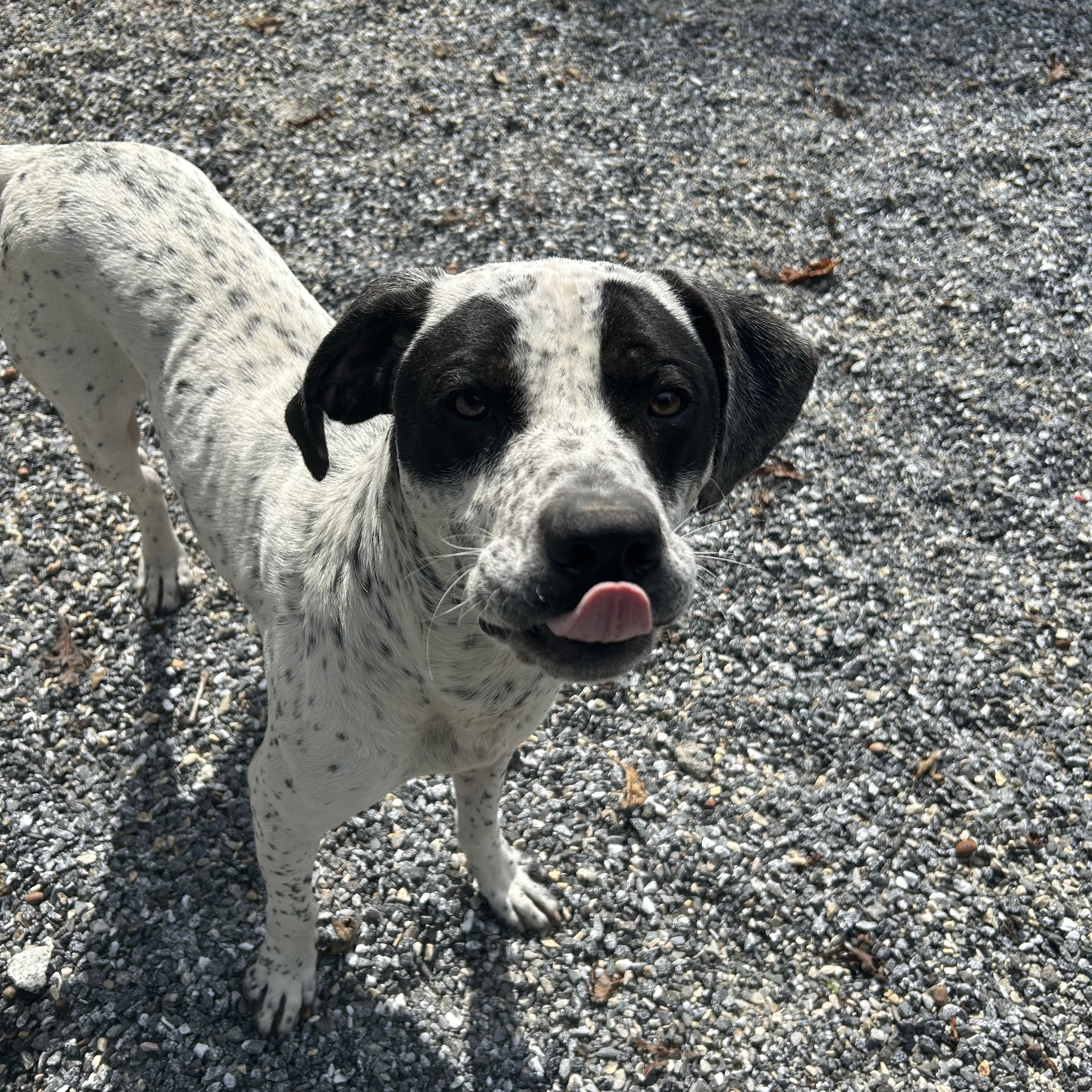 Enlarge Skelly, a Adoptable mixed breed in Bryson City, NC image 2/3