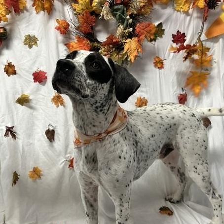 Skelly, Adoptable, Adult Male English Pointer & Dalmatian.