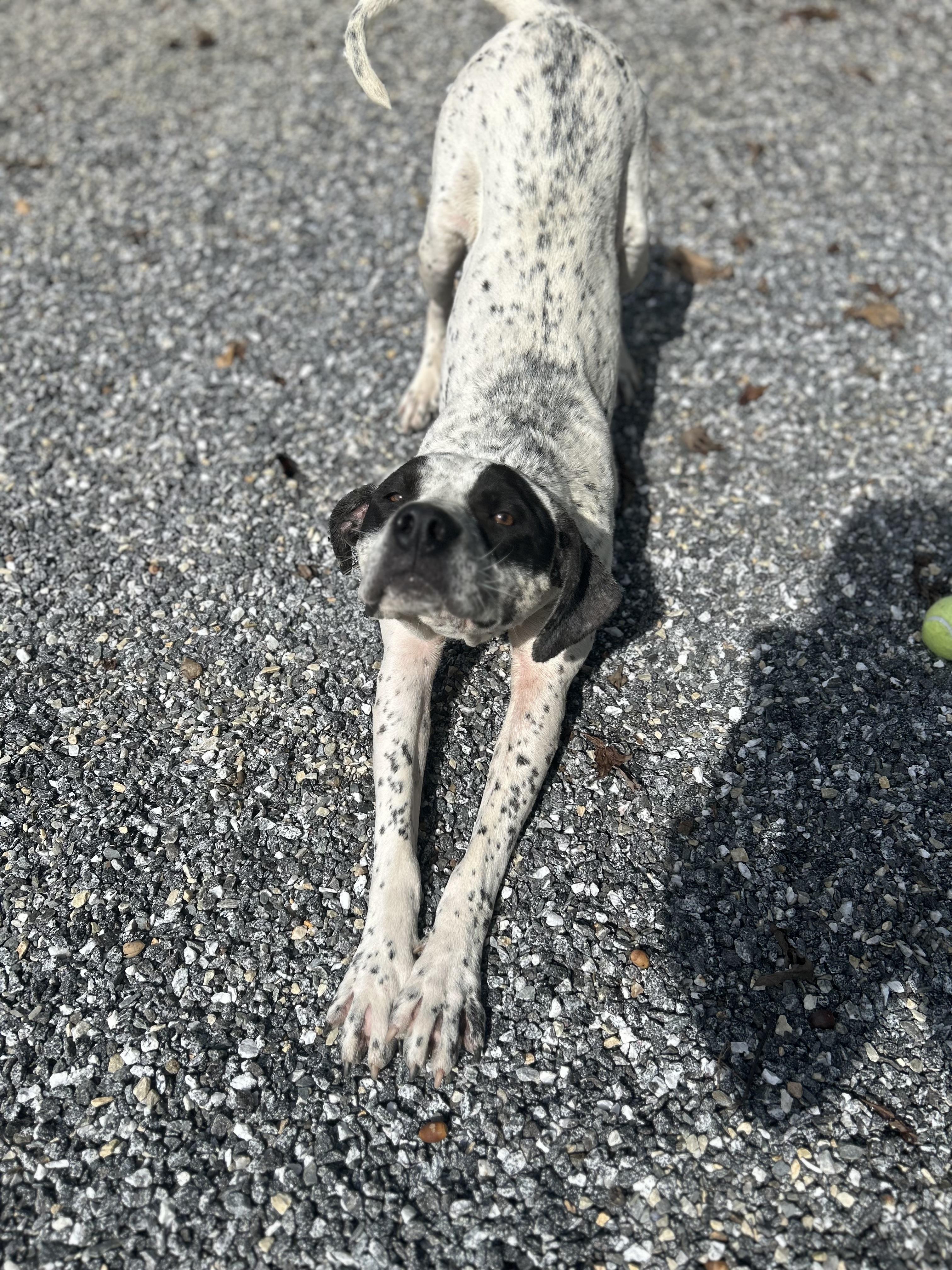 Skelly, a Adoptable mixed breed in Bryson City, NC image 3/3