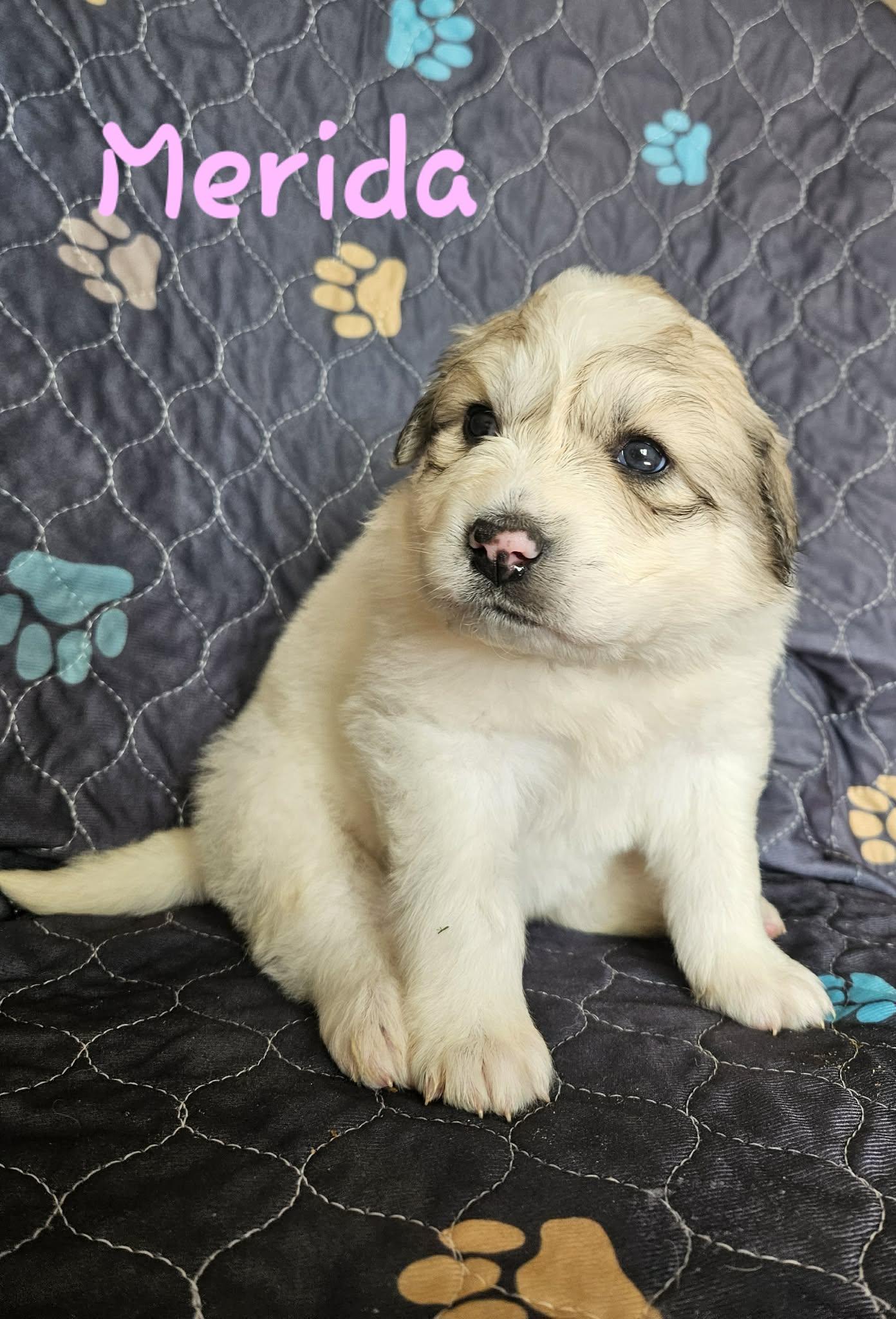 Merida, Adoptable, Puppy Female Great Pyrenees.